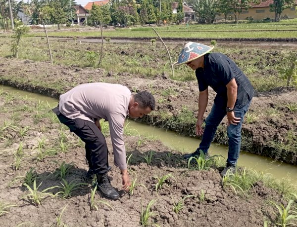 Polsek Wonoayu Cek Perkembangan Jagung di Desa Popoh, Wujudkan Swasembada Pangan